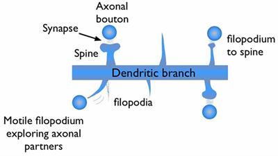 Filopodia: A Rapid Structural Plasticity Substrate for Fast Learning